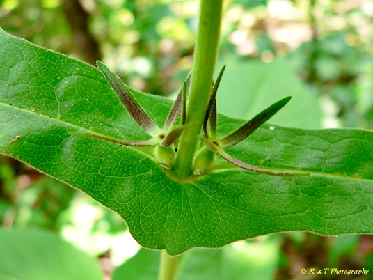 {Triosteum perfoliatum}